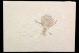 Jurassic Decapod Crustacean (Eryon) - Solnhofen Limestone #92460-1